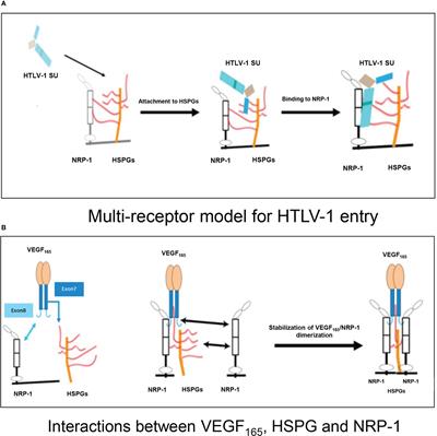 Safety of intraocular anti-VEGF antibody treatment under in vitro HTLV-1 infection